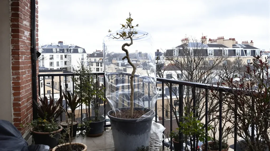 Figuier : ce geste de fin d’hiver qui permet d’en obtenir un second gratuitement chez vous, même débutant