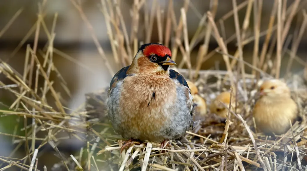 Chardonneret élégant : pourquoi ce bijou coloré disparaît peu à peu de nos jardins