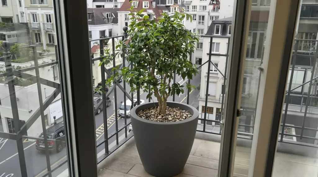 Fini le manque de place : cet arbre fruitier au port fascinant se contente d'un pot pour offrir des récoltes record