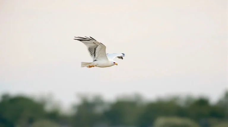 L’élanion blanc, un rapace arrivé du sud dont l’envol spectaculaire redessine la carte des oiseaux en France