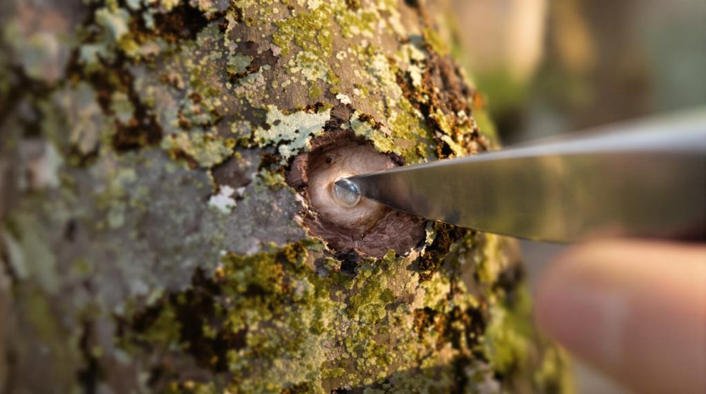 Les pépiniéristes utilisent cette astuce pour récolter plus de fruits !