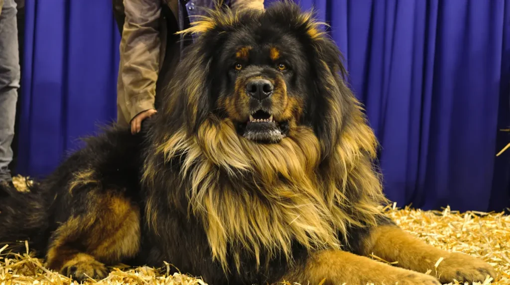 Salon de l'Agriculture : un Dogue du Tibet mayennais, sacré "champion de France", en lice au Concours général agricole
