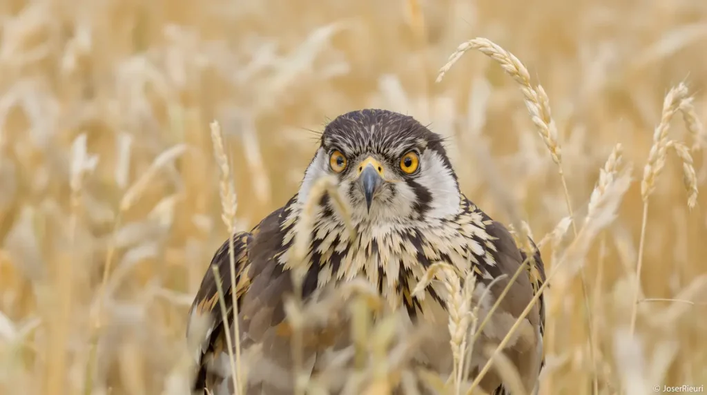 Vienne : nouvelle victoire pour les défenseurs de l'outarde canepetière opposés à un projet éolien