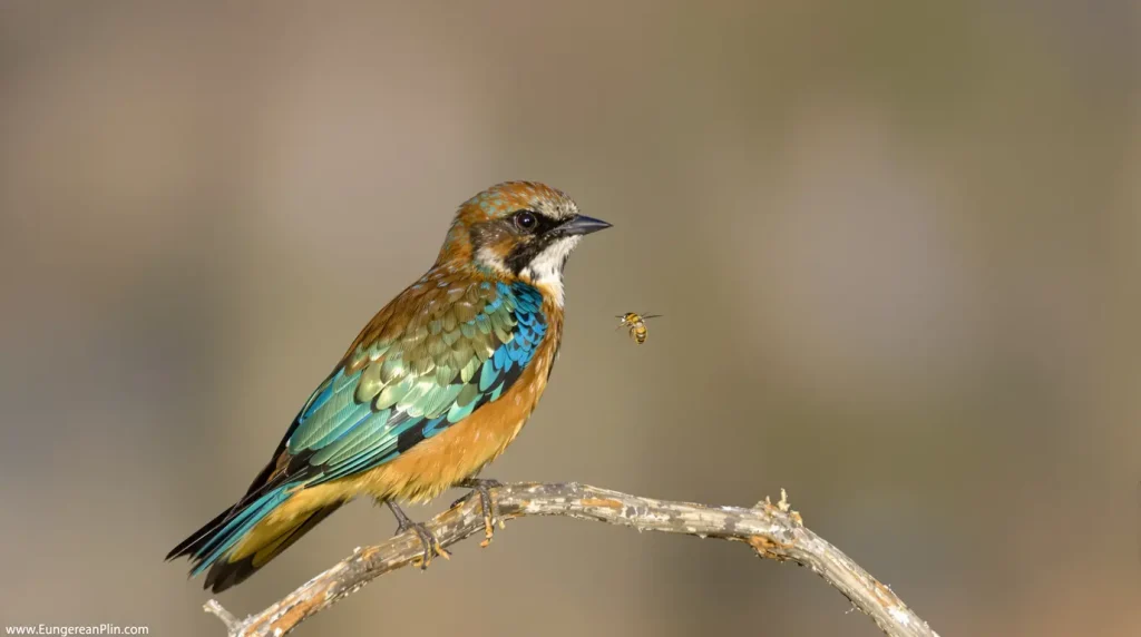 Guêpier d’Europe : l’oiseau arrivé d’Afrique aux couleurs irréelles qui embrase nos étés