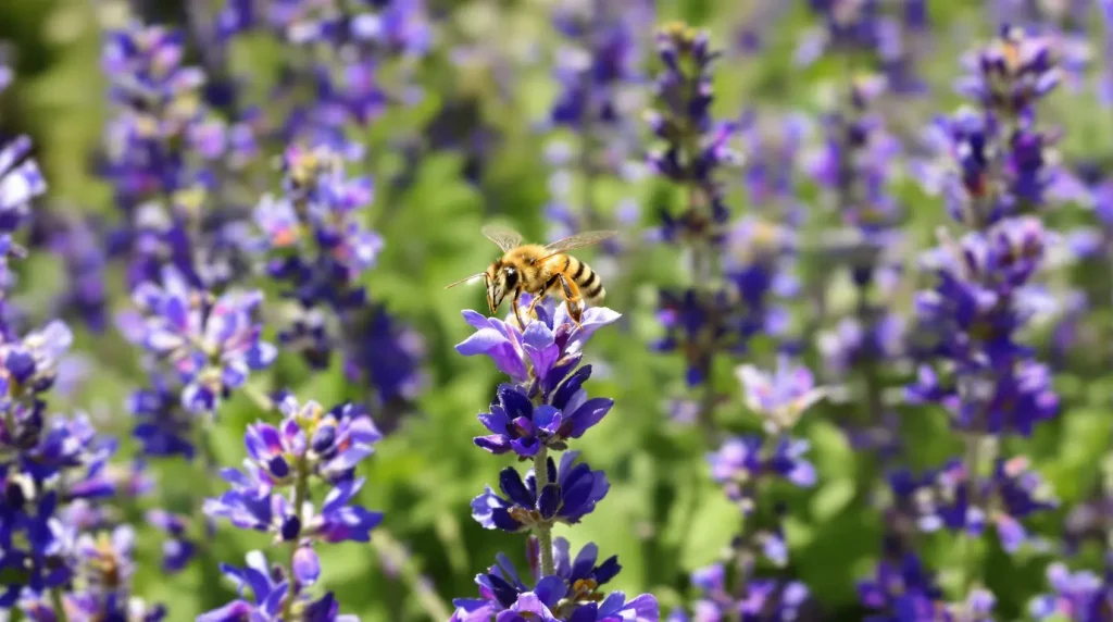 Jardin sans abeilles : cette couleur de fleurs insoupçonnée les attire comme un aimant en quelques jours
