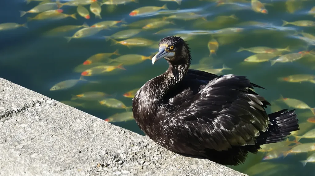 Leur surpopulation provoque d'importants dégâts : pourquoi les grands cormorans sont légalement abattus dans le