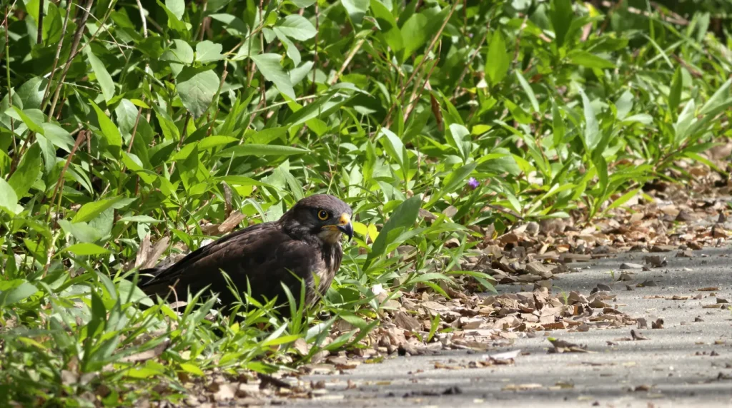 Printemps : si vous croisez un jeune oisillon sauvage au sol pendant une balade, un réflexe bien intentionné peut lui coûter la vie