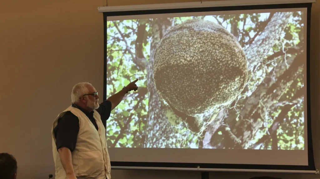 Sarralbe. Frelon asiatique : conférence sur l’ennemi juré des apiculteurs
